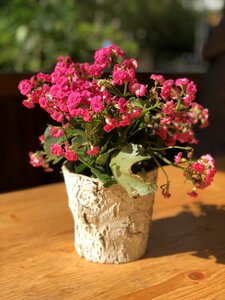 Spring pink nature