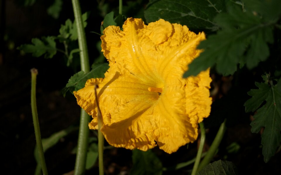 Fauna flowers macro