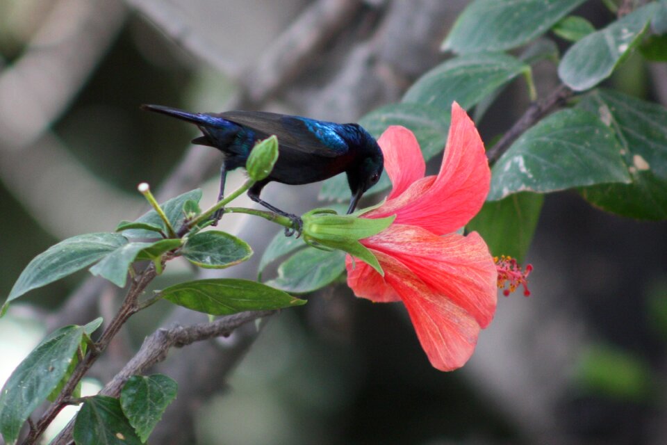 Animal flowers colorful