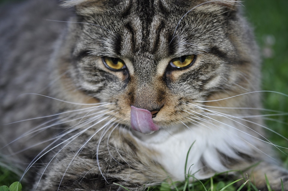 Mackerel cat face maine coon