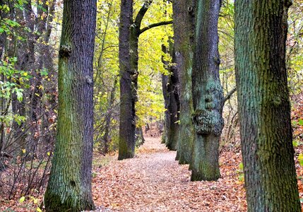 Path the trail autumn photo