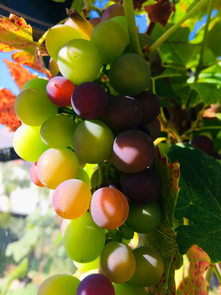 Fruit healthy