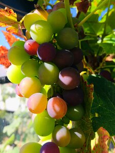 Fruit healthy