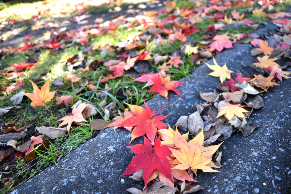 Red huang autumn