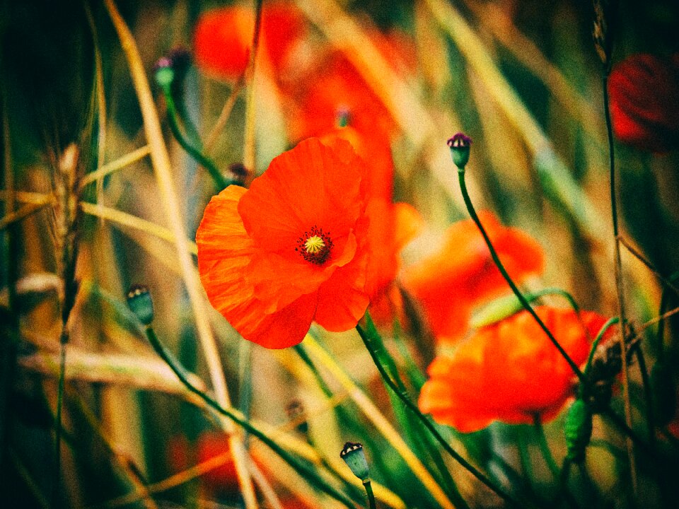 Romantic nature bloom