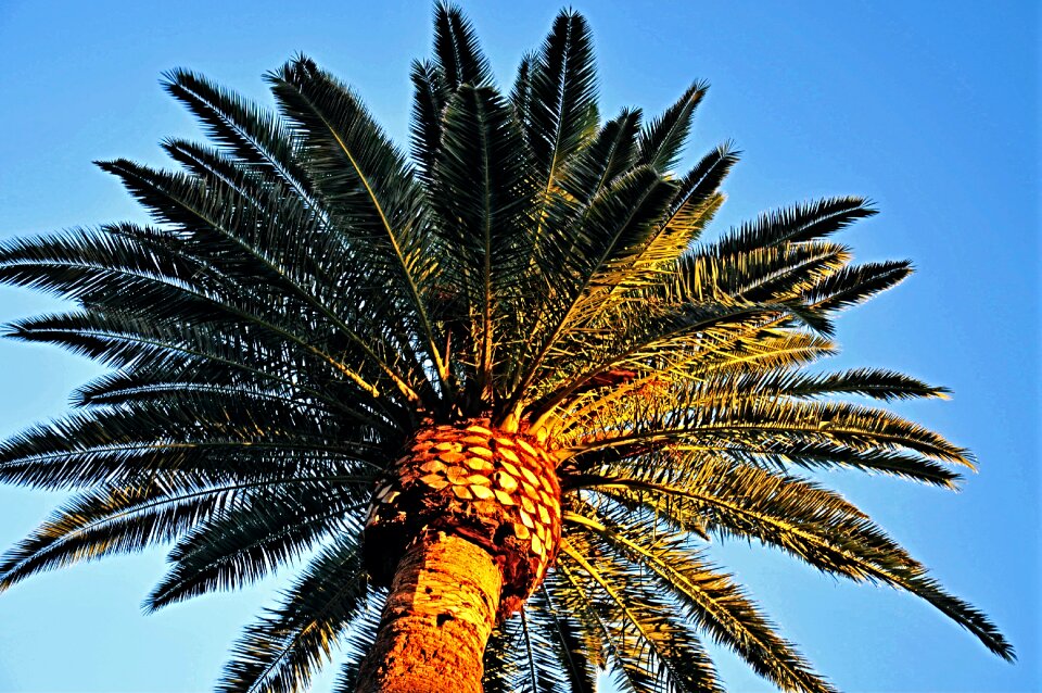 Summer nature tropical