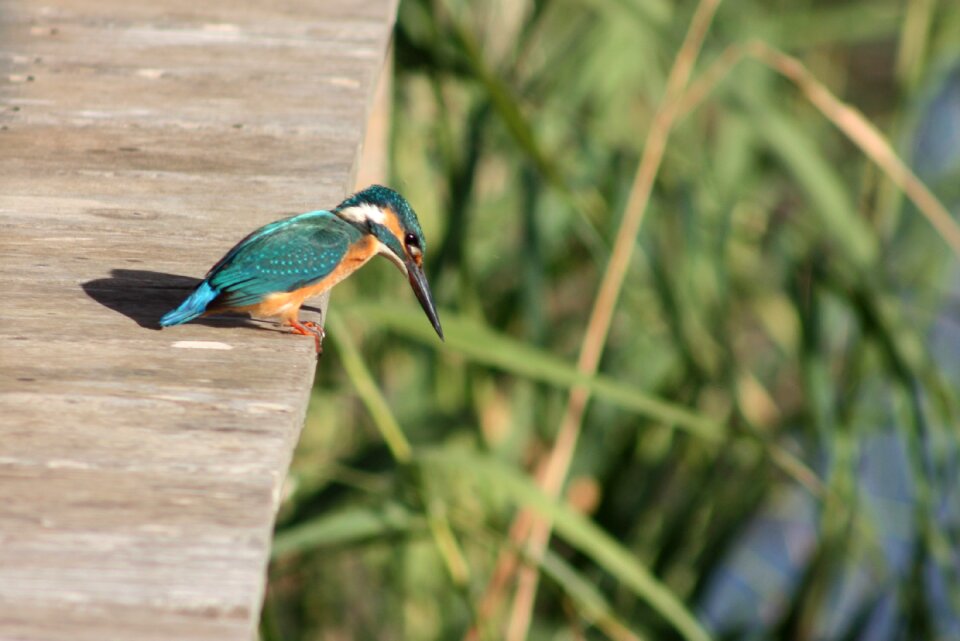 Animal birdwatching colourful