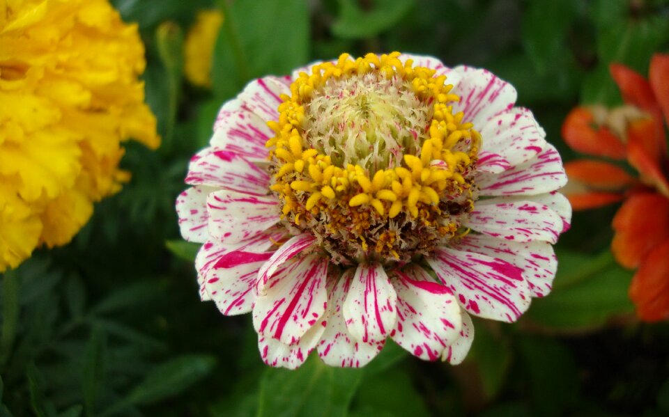 Fauna flowers macro
