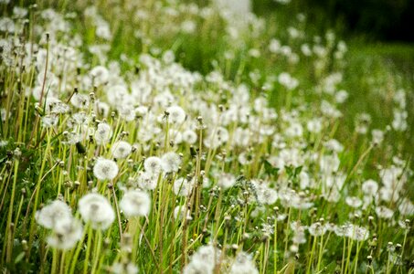 Flowers garden summer photo