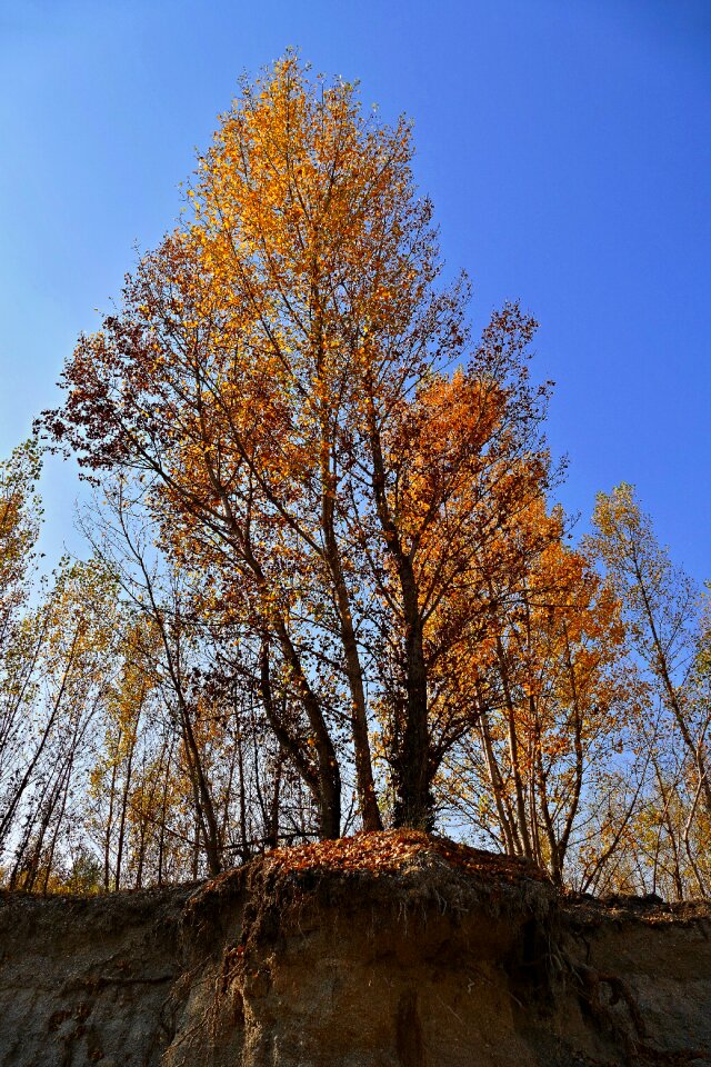 Nature forest autumn