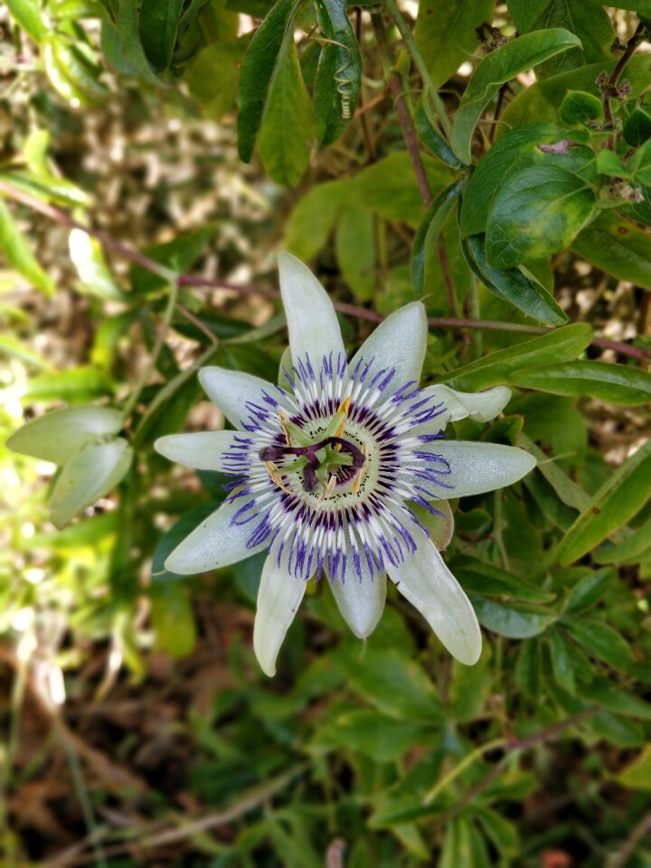 Plant violet petals