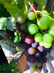 Raisins fruit