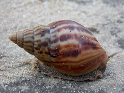 Slow shell