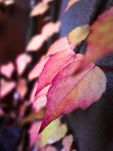 Wall season plant