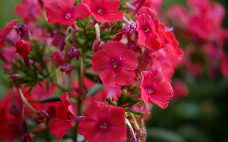 Fauna flowers macro