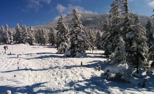 Snow trees photo