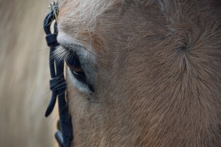 Head close up nature photo