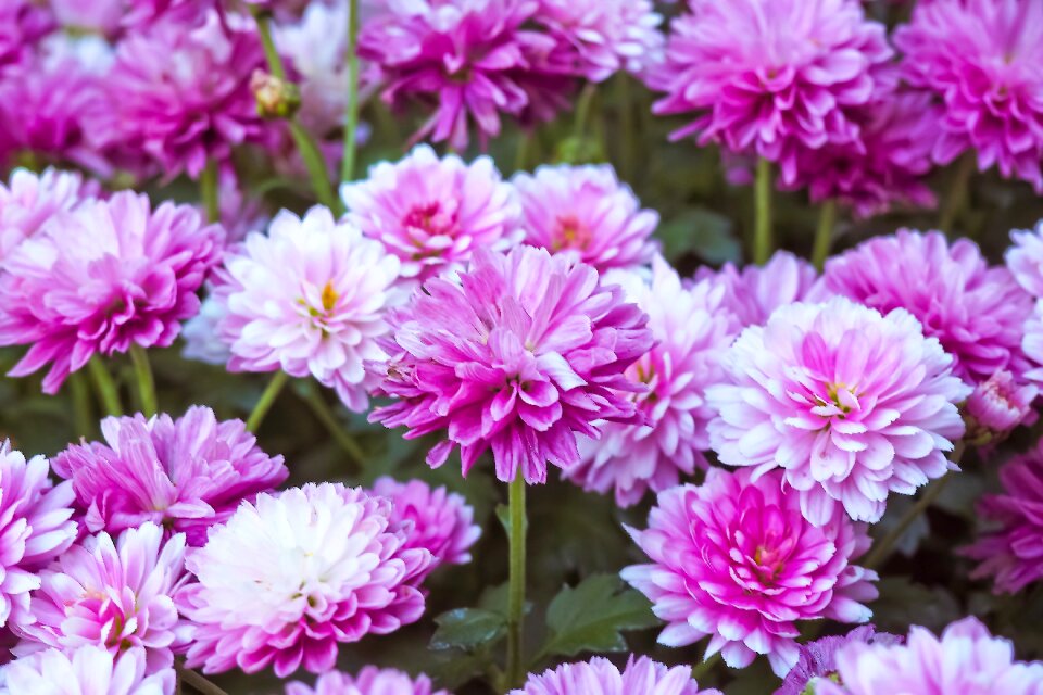 Blossom bloom nature