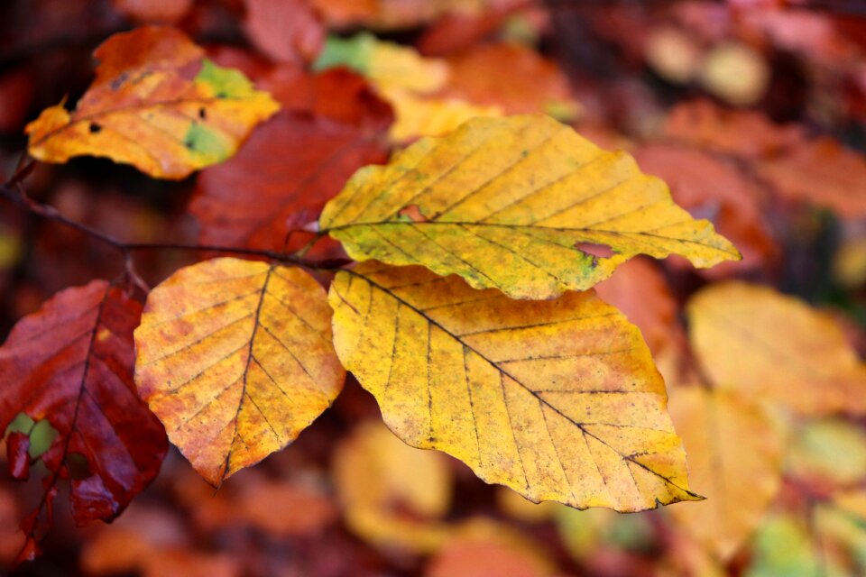 Color mood trees