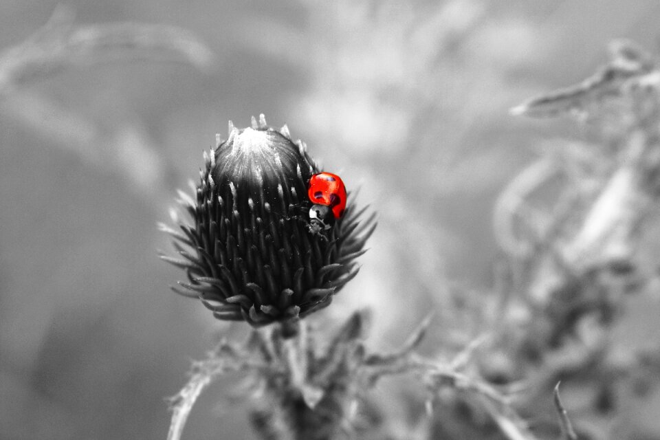 Color beetle siebenpunkt