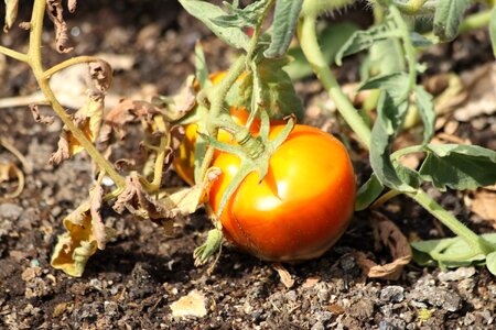 Vegetable matures orange