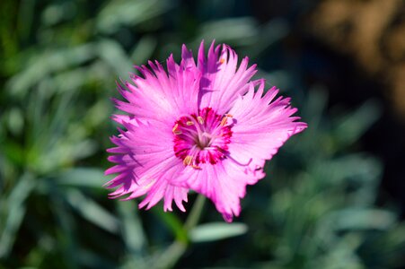 Bloom close up garden photo