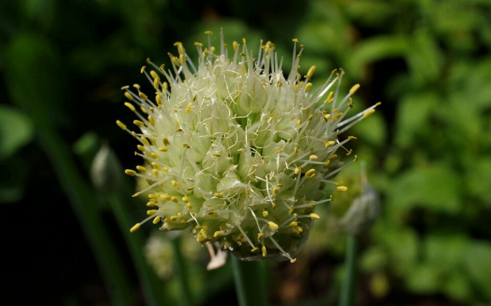 Fauna flowers macro