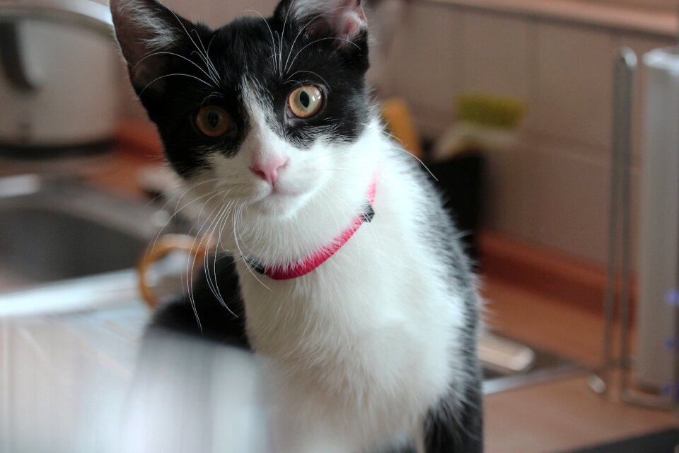 Domestic cat animal animal world