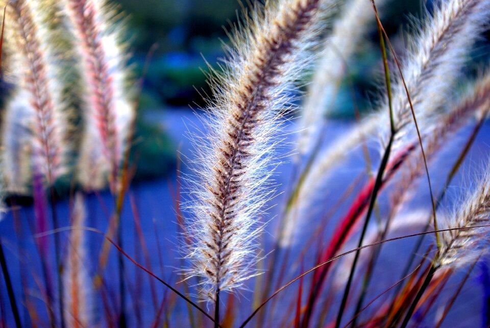 Gardens grass outdoor