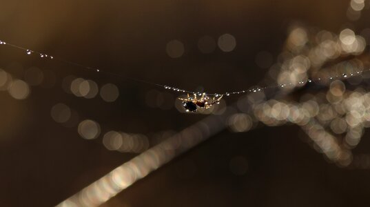 Drops water light