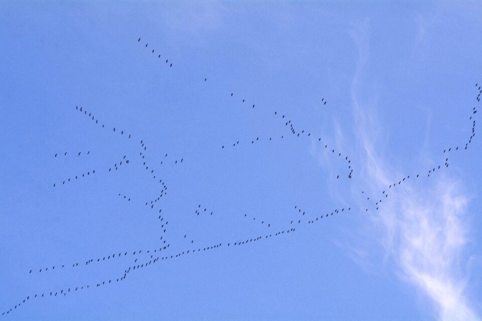 Fly bird flock of birds formation