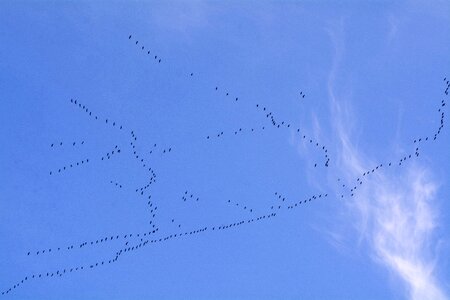 Fly bird flock of birds formation photo