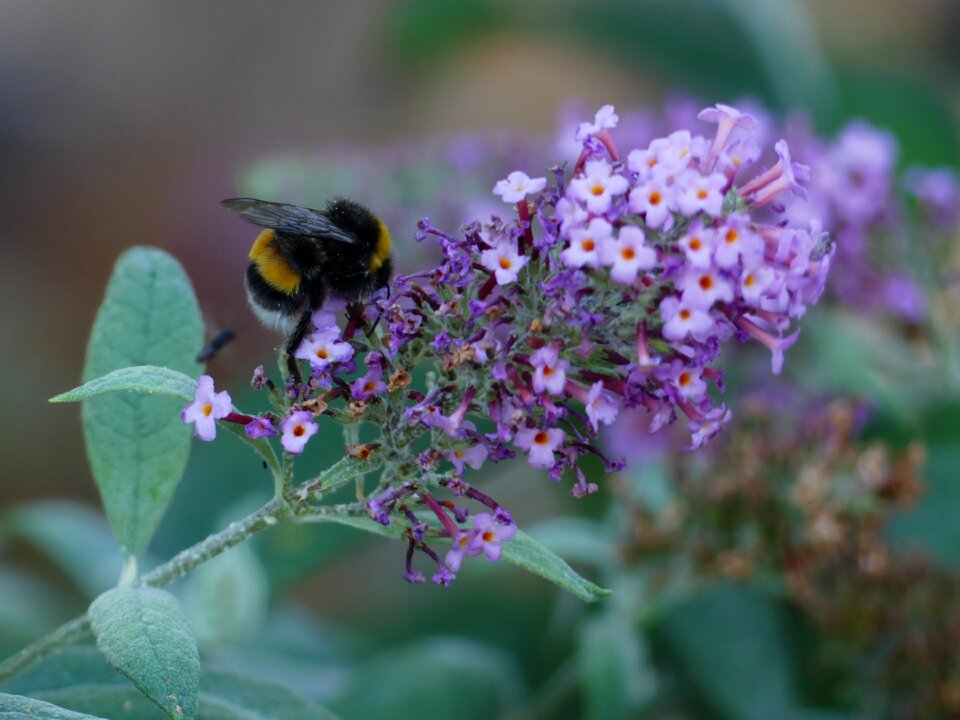 Insect blossom bloom