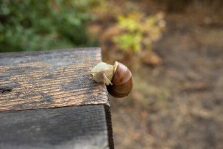 Slimy slug macro photo