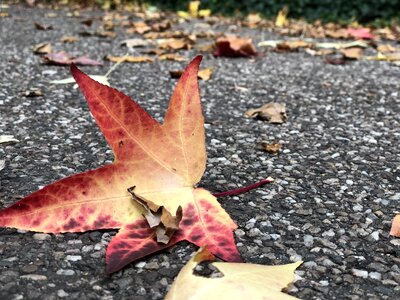 Colorful october season