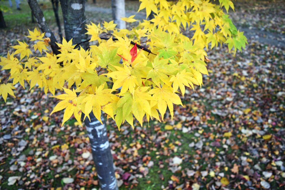 Yellow kaede park