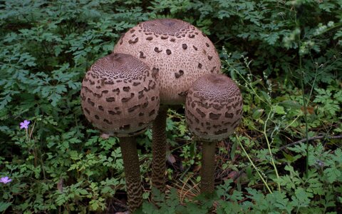 Mushrooms priests umbrella