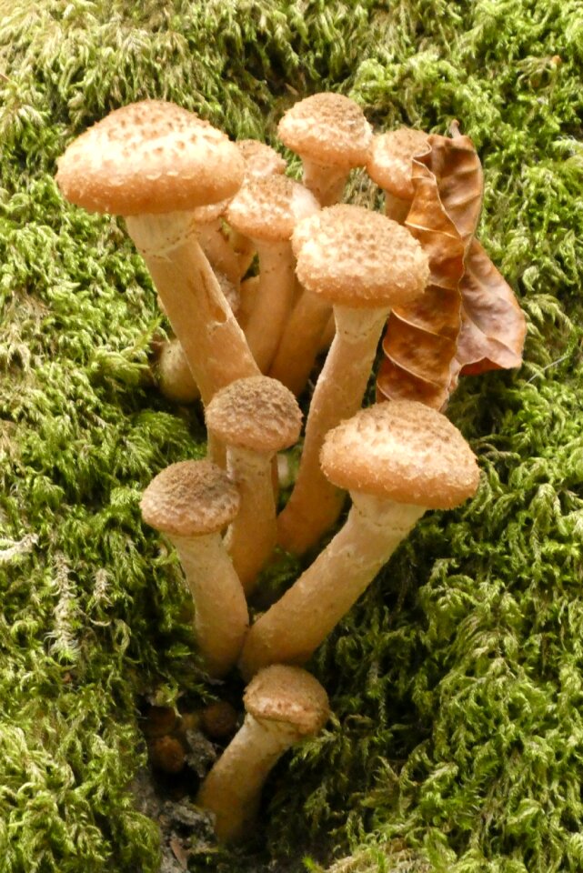 Forest moss hat