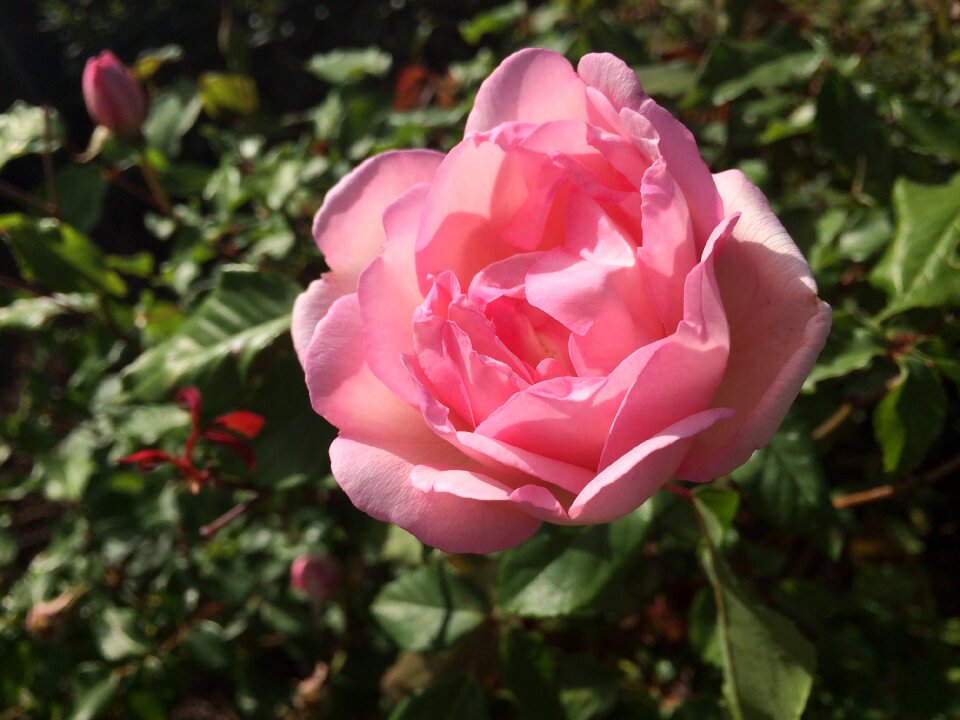 Bloom pink nature