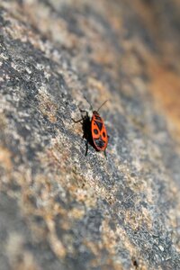 Bug stone