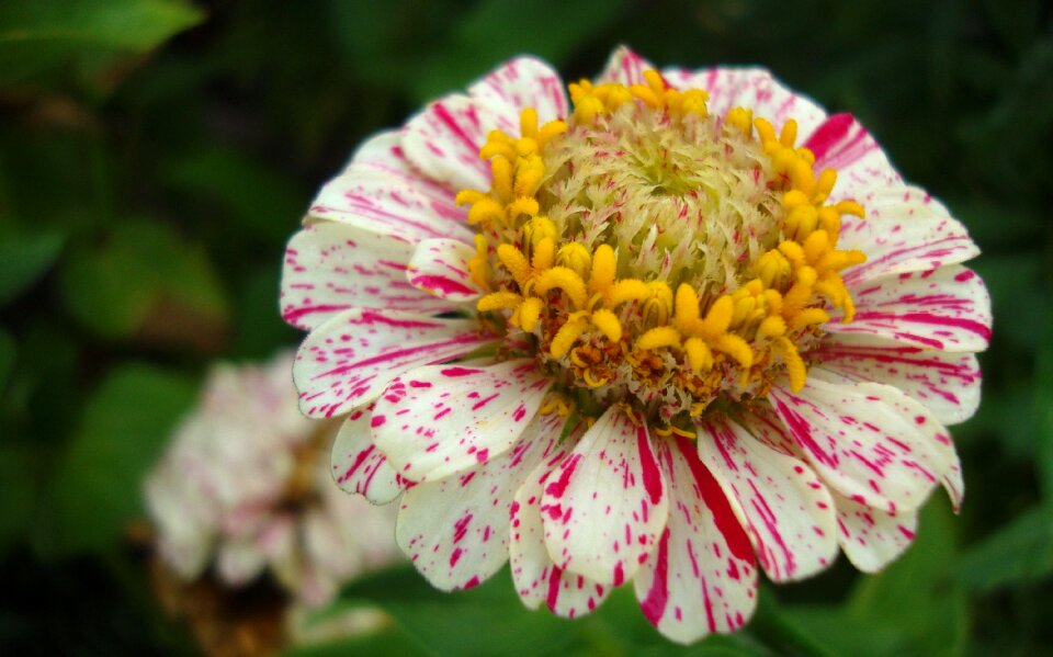 Fauna flowers macro
