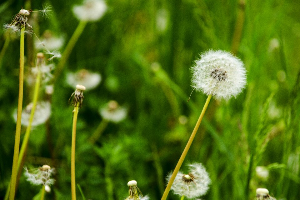 Foliage color dandelion photo