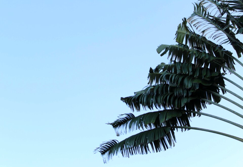 Nature caribbean minimal