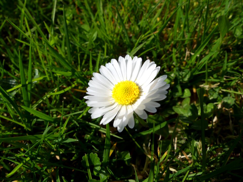 Green white spring