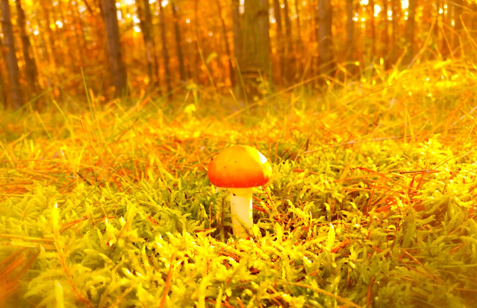 Autumn seasons of the year landscape