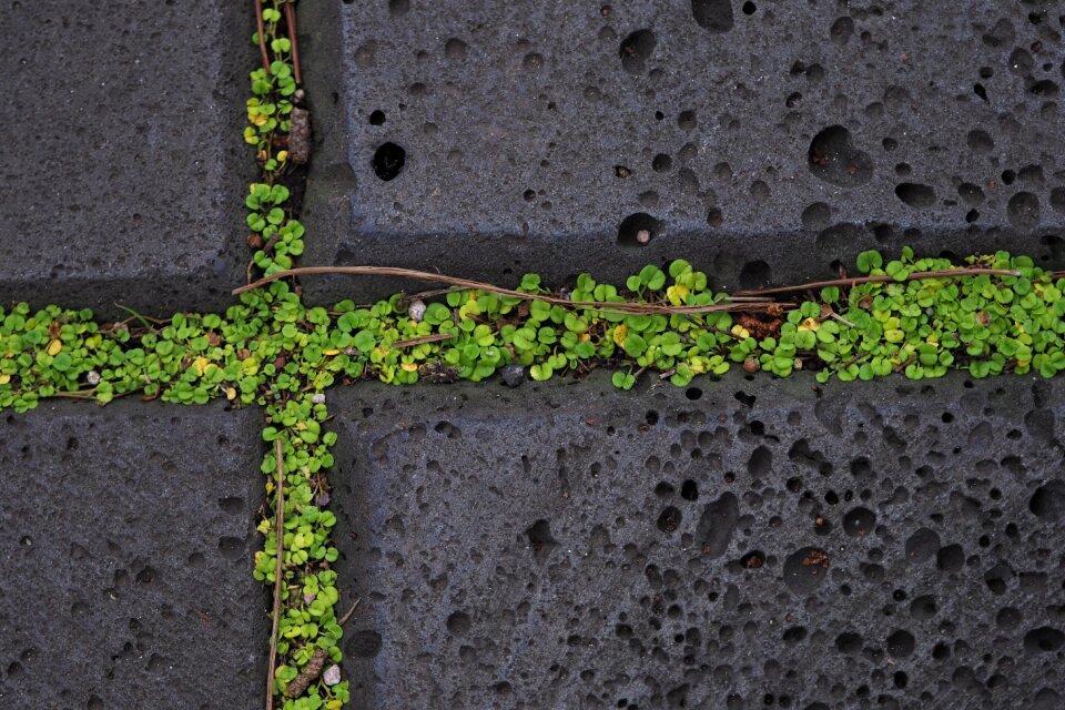 Cross stone moss