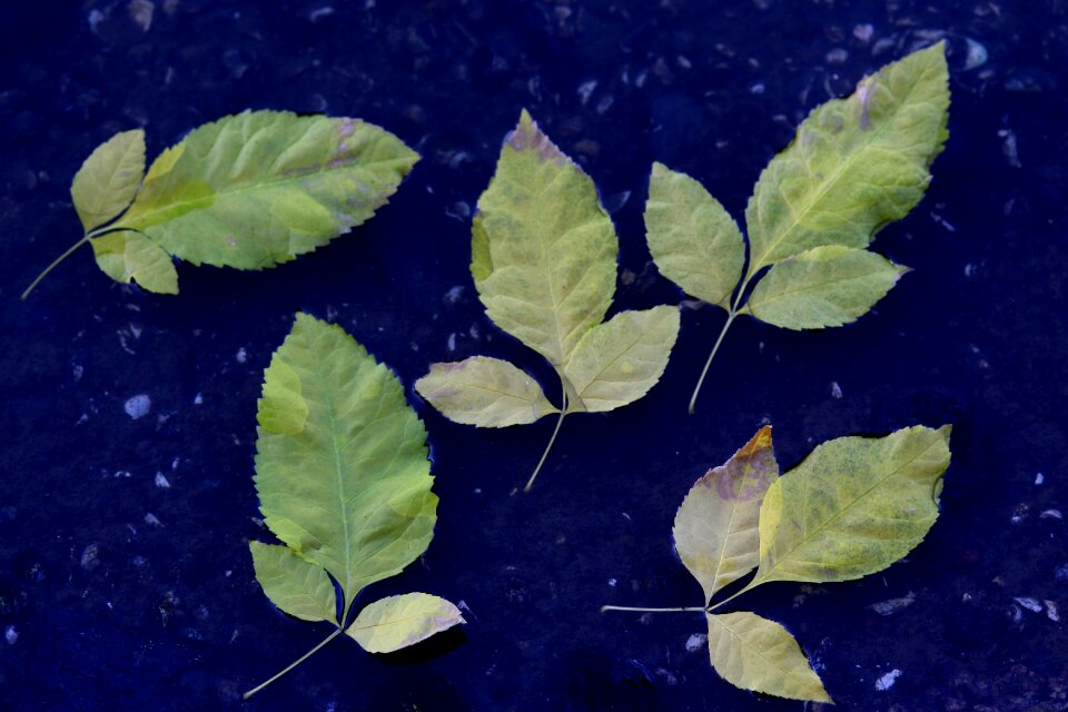 Float autumn nature