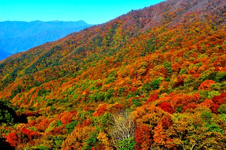 Mountain colorful forest photo