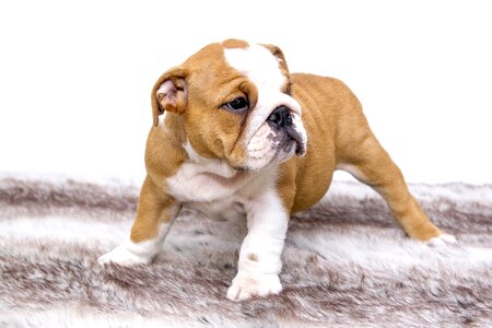 Dog pet dogs