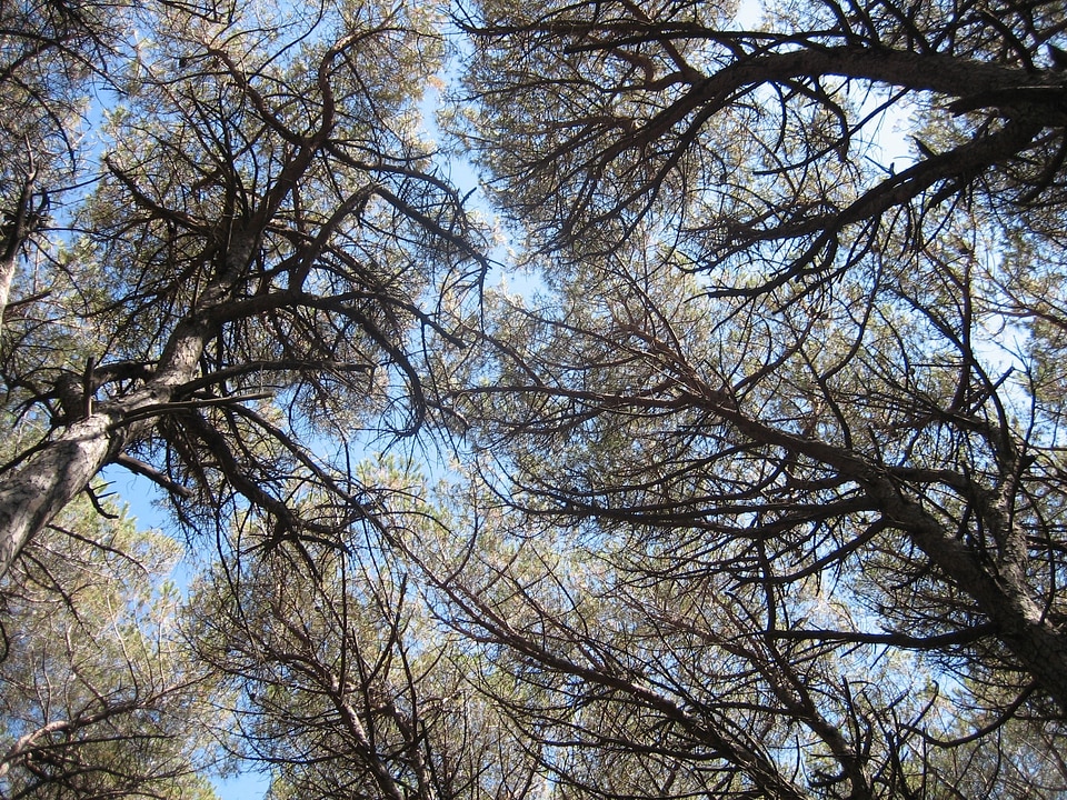 Coniferous forest trees forest